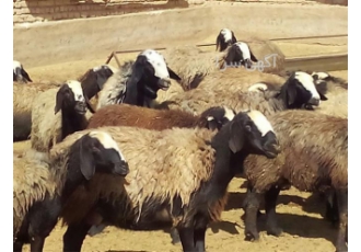 فروش گوسفند شال و افشار با خلوص بالا در اصفهان فروش گوسفند شال و گوسفند