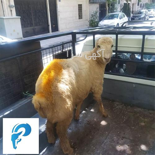 فروش مجوز صادرات دام زنده