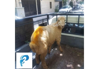 فروش گوسفند زنده بهداشتی از بهترین نژادها با خدمات ویژه