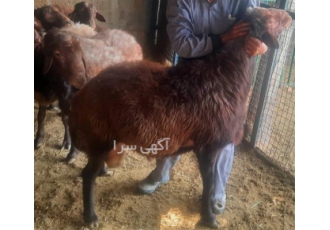 قوچ همو و هترو