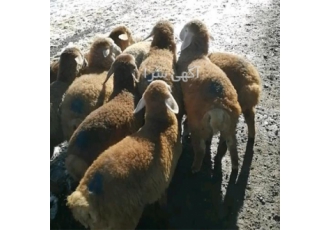 گوسفند زنده دام مدرن_میش