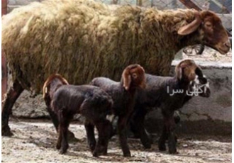 فروش بره پرواری سفارش بره های مناسب پرواری در اصفهان فروش بره پرواری