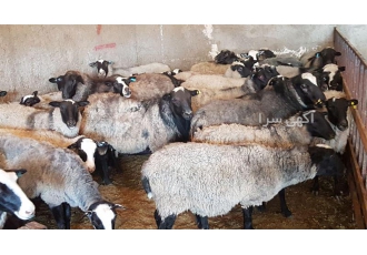 گوسفند نر مرکز فروش گوسفند وارداتی در اصفهان فروش گوسفند شیری