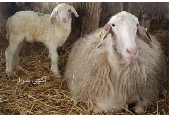 فروش گوسفند وارداتی نژاد آصف در اصفهان گوسفند وارداتی نژاد #171 آصف #