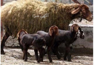 فروش گوسفند افشار با خلوص بالا فروش بره رومانوف در اصفهان فروش گوسفند