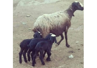 فروش بره زنده فروش گوسفند شال صد در صد خلوص در اصفهان فروش بره زنده