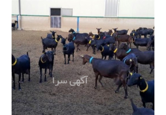 فروش ویژه دام وارداتی رومانوف بز مورسیا در اصفهان فروش ویژه دام