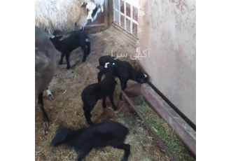 فروش ویژه گوسفند رومانوف به همراه بره در اصفهان فروش گوسفند رومانوف