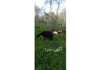 فروش گوسفند زنده با کیفیت و ارسال سریع در اندیشه به دنبال خرید گوسفند