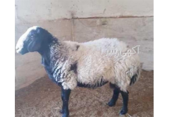 فروش بره شال فروش بره و گوسفند شال در اصفهان فروش بره شال و فروش