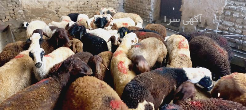 فروش دام کرج