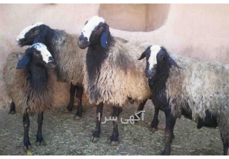خرید و فروش گوسفند شال