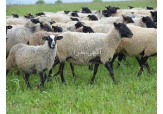 فروش گوسفند و بره رومانوف