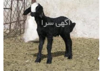 قیمت بره شال گوسفند شال در اصفهان فروش قوچ شال و گوسفند شال در مرکز
