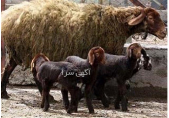 فروش بره شال - سفارش خرید گوسفند افشار فروش بره شال - سفارش خرید گوسفند افشار