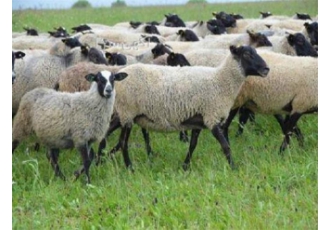 سفارش قوچ و میش رومانوف