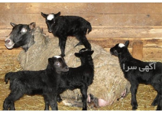 فروش دام زنده خرید دام زنده در اصفهان فروش دام زنده نژاد دار