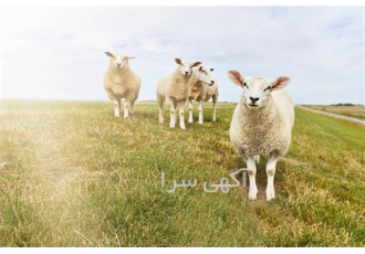 خرید گوسفند زنده خرید دام زنده سالم و بهداشتی در تهران دامداران مرکز