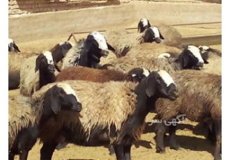 فروش گوسفند نژاد شال در اصفهان ویژگی های گوسفند نژاد شال یکی از مهمترین
