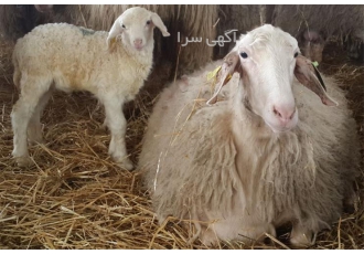 ثبت سفارش گوسفند آصف نژاد اسپانیایی