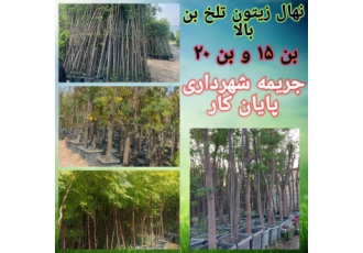 فروش زیتون تلخ بن ۱۵ و بن بالا در تهران زیتون تلخ درختی مقاوم به خشکی