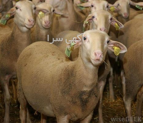 آگهی های کشاورزی و دامداری - زرین آباد