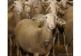فروش گوسفند لاکن (گوسفند لاکون) در اصفهان گوسفند لاکن وارداتی برترین