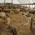 برگزاری دوره آموزش پرواربندی گوسفند و بز بره در تهران مزایای گوسفند