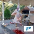 فروش گوسفند زنده بهداشتی از بهترین نژادها با خدمات ویژه در تهران فروش