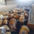 فروش گوسفند زنده بره طلایی در کرج با سلام فروش گوسفند زنده در تمام نقاط