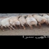گوسفند زنده حاج جعفر در تهران گوسفند زنده حاج جعفر از انواع نژادهای