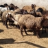 خرید گوسفند زنده ارگانیک با کیفیت عالی در شیراز دامداری حقیقت با افتخار