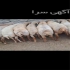 فروش گوسفند زنده قربانی در کرج گوسفند زنده برای عید قربان نژادهای مغانی