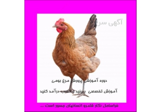 دوره آموزشی پرورش مرغ گوشتی بومی و تخم گذار