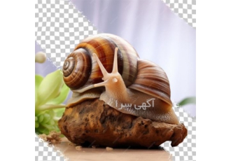 آموزش تخصصی پرورش حلزون های خوراکی و آرایشی در تهران آیا به فکر راه