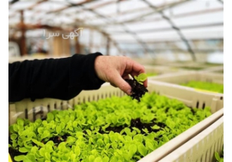 آموزش کاشت گلخانه ای با مدرک معتبر برای وام کشاورزی