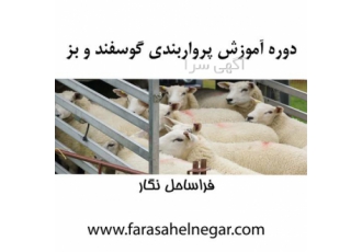 دوره صفر تا صد دامداری گوسفند و بز در تهران آیا به دنبال یک فرصت