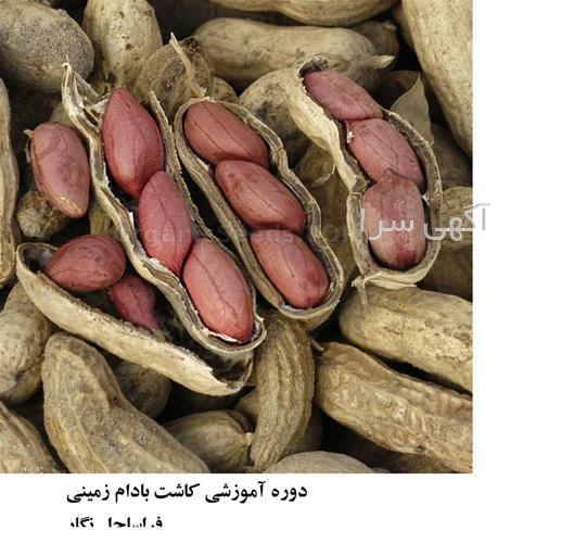 خرید بذر اصلاح شده