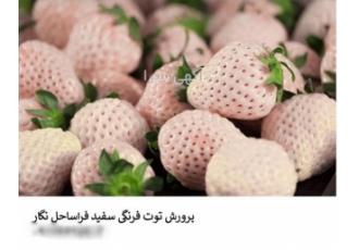 دوره آموزشی کاشت توت فرنگی سفید