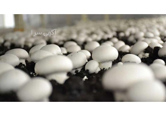 اموزش پرورش قارچ