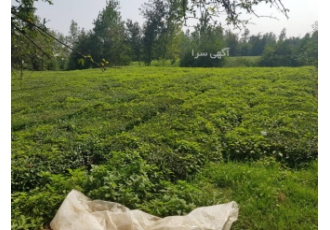 فروش زمین شمال برای ویلا باغ چای واقع در روستای تجن گوکه از توابع