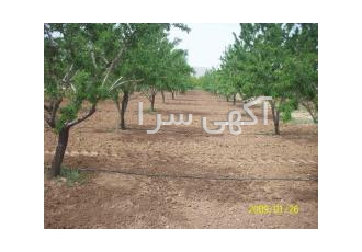 فروش 17 جریب باغ بادام وهلو منطقه سامان