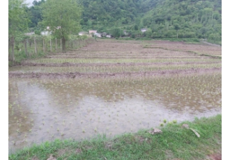 زمین فروشی مشکوتی