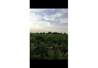 باغ انگور باتمام امکانات دوهکتار باغ انگور سالم و سرحال باتمامی امکانات