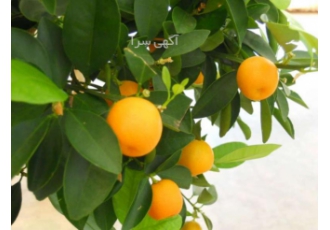 خریدویلامحمودآباد بهترین سرمایه گذاری دارای دوحلقه چاه آب باانواع