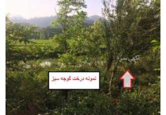 1000 متر زمین کشاورزی(با درختان میوه)-لنگرود