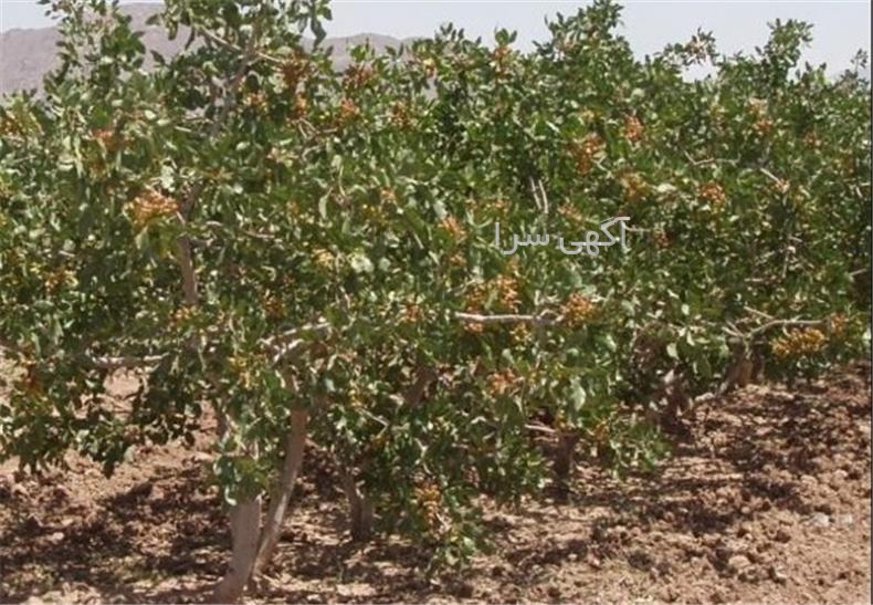 آگهی های باغ و زمین - قم