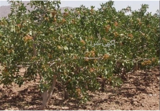 فروش باغ پسته