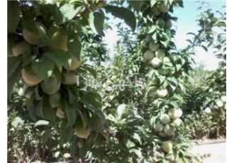 مجتمع باغچه ای نگین سبز غربی مجتمع باغچه ای نگین سبز غربی 2 کیلومتر بعد