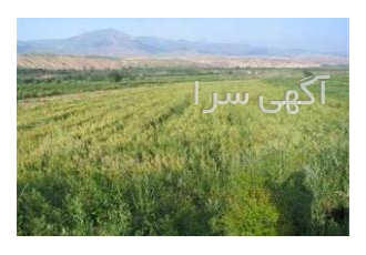 زمین کشاورزی با حق آبه 8هکتار زمین با حق آبه از آب چاه و رودخانه مناسب